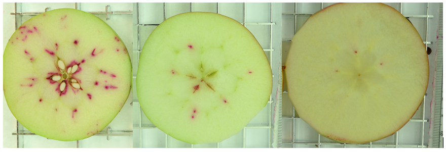 Apples cut in half showing their core.